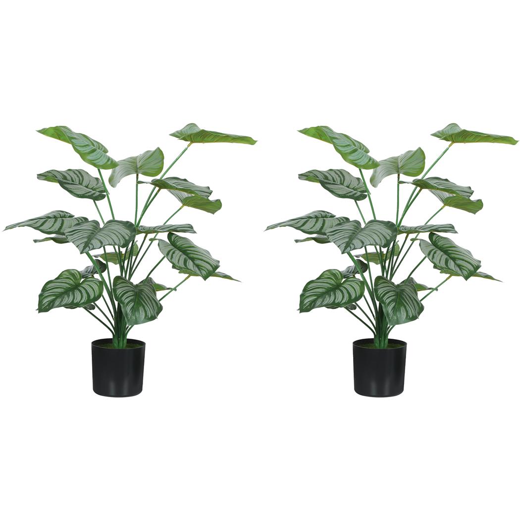 Lotto di 2 Piante per Ufficio TAIGA, Piante del Pavone alte 65cm, Verde